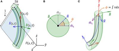 A General 3D Model for Growth Dynamics of Sensory-Growth Systems: From Plants to Robotics